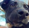 Pn Litter Solo - ADOPTED 04.27.15