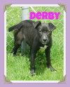 Pn Litter Derby - ADOPTED 05.14.15