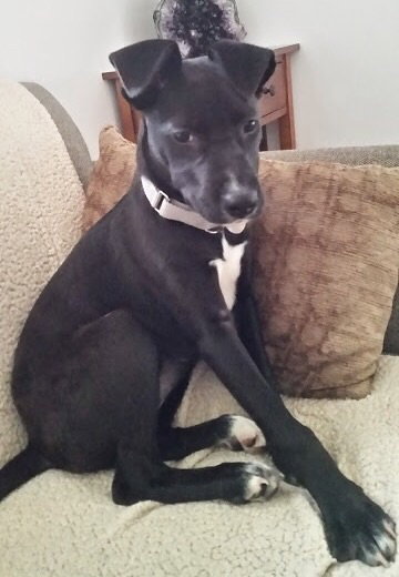 Pn Litter Derby - ADOPTED 05.14.15