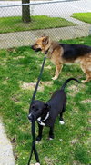 Pn Litter Derby - ADOPTED 05.14.15