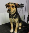 Maple - ADOPTED 05.09.15