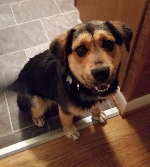 Maple - ADOPTED 05.09.15