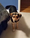 Maple - ADOPTED 05.09.15