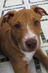 Mooka Mae - ADOPTED 05.05.15