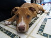 Mooka Mae - ADOPTED 05.05.15