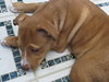 Mooka Mae - ADOPTED 05.05.15