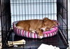 Mooka Mae - ADOPTED 05.05.15