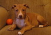Mooka Mae - ADOPTED 05.05.15
