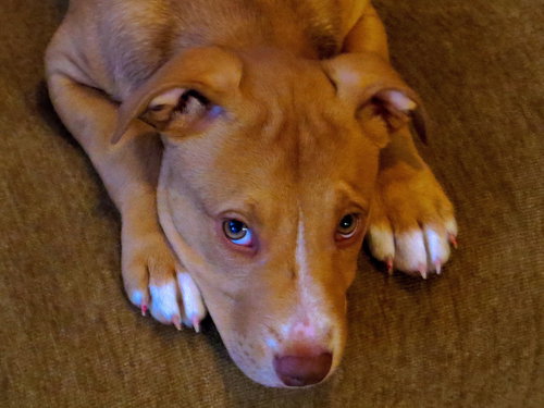 Mooka Mae - ADOPTED 05.05.15