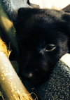 Qn Litter Yogi - ADOPTED 05.16.15