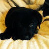 Qn Litter Yogi - ADOPTED 05.16.15