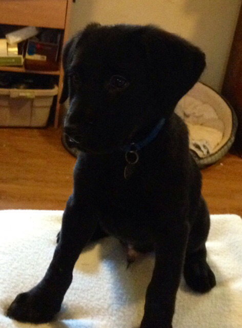 Qn Litter Yogi - ADOPTED 05.16.15