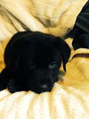 Qn Litter Reggie - ADOPTED 06.03.15