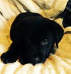 Qn Litter Reggie - ADOPTED 06.03.15