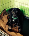 Qn Litter Reggie - ADOPTED 06.03.15