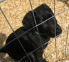 Qn Litter Reggie - ADOPTED 06.03.15
