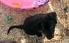 Qn Litter Reggie - ADOPTED 06.03.15