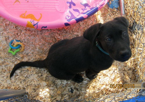 Qn Litter Reggie - ADOPTED 06.03.15