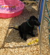 Qn Litter Reggie - ADOPTED 06.03.15