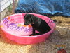 Qn Litter Reggie - ADOPTED 06.03.15