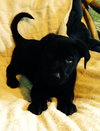 Qn Litter Lefty - ADOPTED 05.24.15