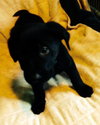 Qn Litter Lefty - ADOPTED 05.24.15