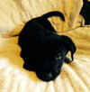Qn Litter Lefty - ADOPTED 05.24.15