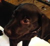 Qn Litter Lefty - ADOPTED 05.24.15