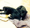 Qn Litter Lefty - ADOPTED 05.24.15