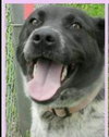 Miranda - ADOPTED 05.09.15