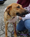 Rn Litter Lynn (Mom) - ADOPTED 08.22.15