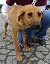 Rn Litter Lynn (Mom) - ADOPTED 08.22.15