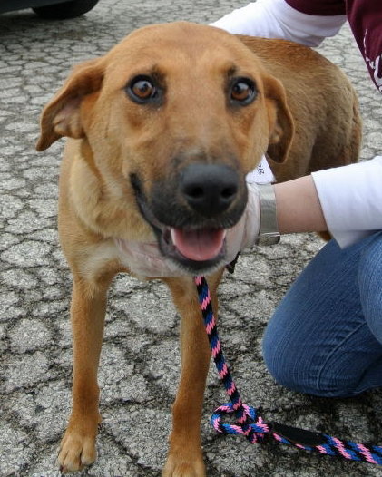 Rn Litter Lynn (Mom) - ADOPTED 08.22.15