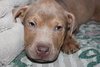 Sookie - ADOPTED-12.26.15
