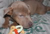 Sookie - ADOPTED-12.26.15