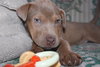 Sookie - ADOPTED-12.26.15