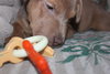 Sookie - ADOPTED-12.26.15