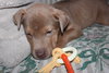 Sookie - ADOPTED-12.26.15