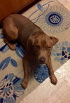 Sookie - ADOPTED-12.26.15