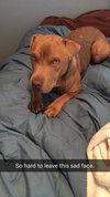 Sookie - ADOPTED-12.26.15