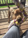 Sookie - ADOPTED-12.26.15
