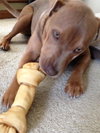 Sookie - ADOPTED-12.26.15