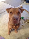 Sookie - ADOPTED-12.26.15