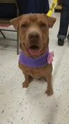 Sookie - ADOPTED-12.26.15