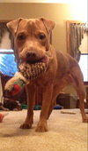 Sookie - ADOPTED-12.26.15