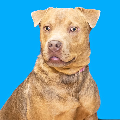 Sookie - ADOPTED-12.26.15