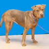 Sookie - ADOPTED-12.26.15