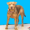 Sookie - ADOPTED-12.26.15