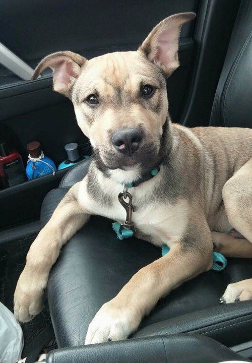 Stitch - ADOPTED 04.25.15