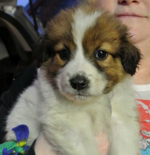Rn Litter Jericho - ADOPTED 05.02.15